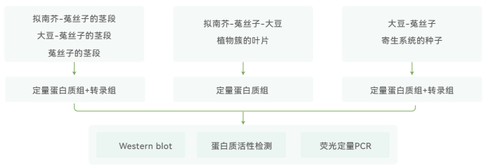LFQ-文獻(xiàn)-研究策略.png